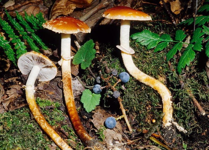 Leratiomyces squamosus var thraustus